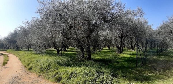 terreno in vendita a Colle di Val d'Elsa in zona Le grazie