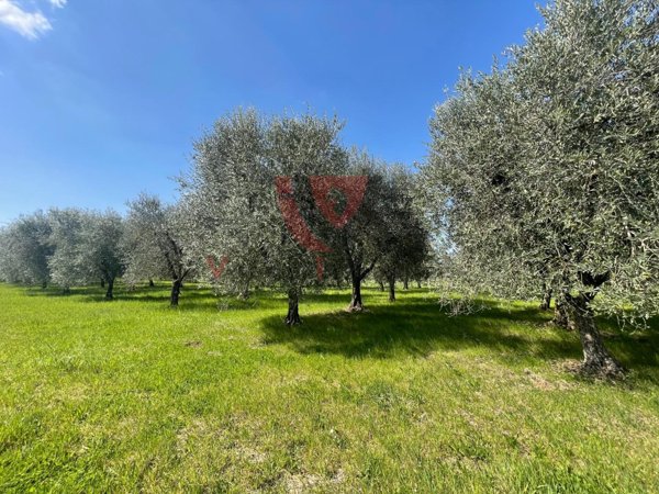terreno in vendita a Colle di Val d'Elsa in zona Montecchio / Borgatello