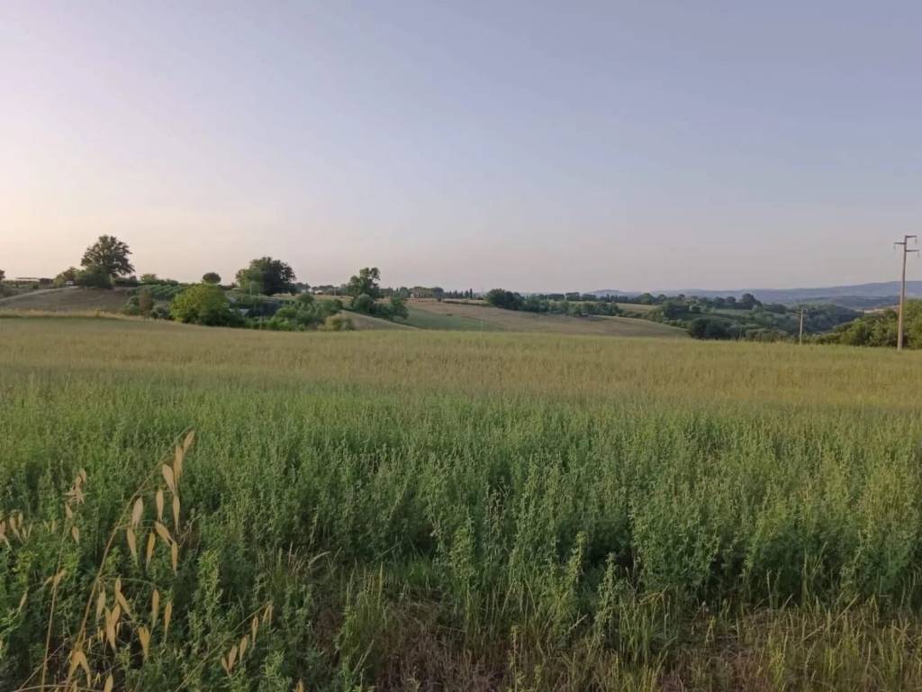 terreno agricolo in vendita a Colle di Val d'Elsa