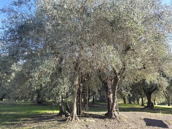 terreno agricolo in vendita a Colle di Val d'Elsa in zona Le grazie