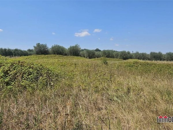 terreno agricolo in vendita a Colle di Val d'Elsa in zona Le grazie