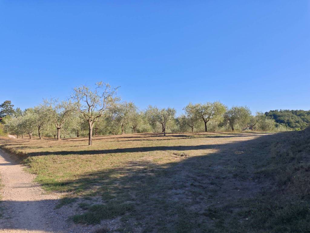 terreno in vendita a Colle di Val d'Elsa