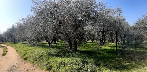 terreno in vendita a Colle di Val d'Elsa in zona Le grazie