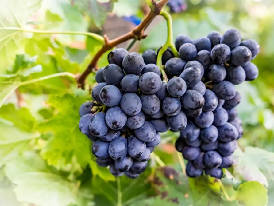 negozio in vendita a Gaiole in Chianti