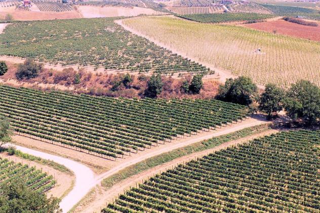 terreno agricolo in vendita a Montepulciano