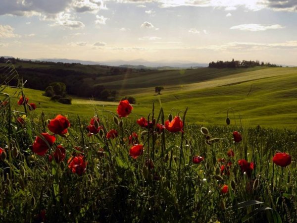 casa indipendente in vendita a Montepulciano