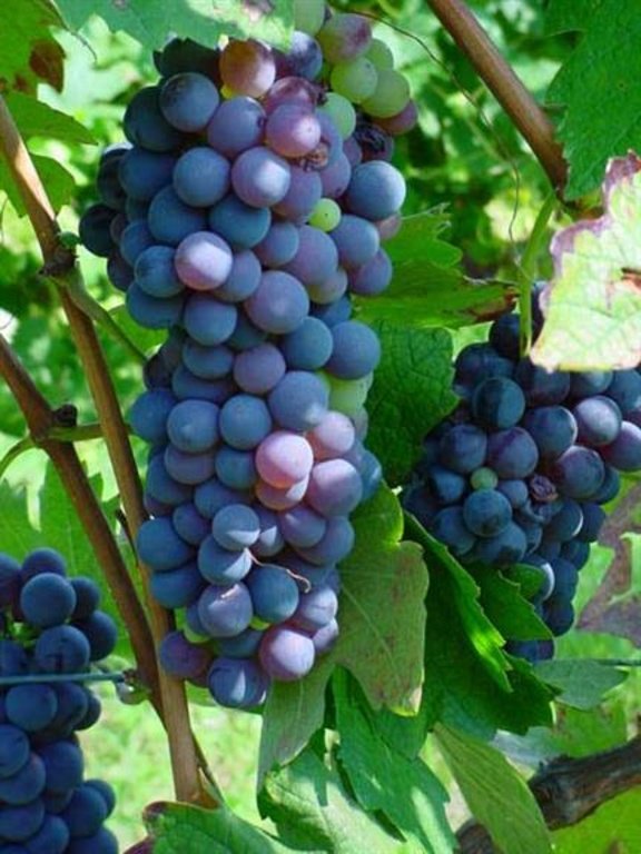 terreno agricolo in vendita a Montepulciano