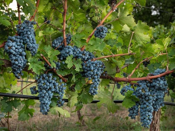 terreno agricolo in vendita a Montepulciano