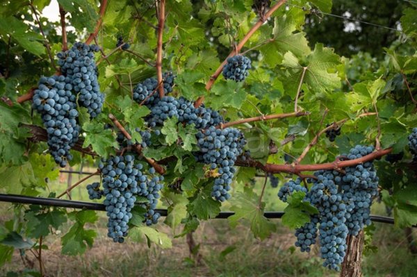 terreno agricolo in vendita a Montepulciano