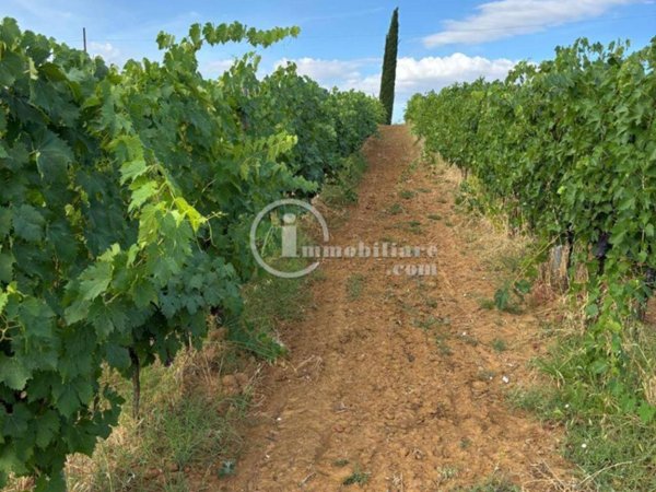 terreno agricolo in vendita a Montepulciano