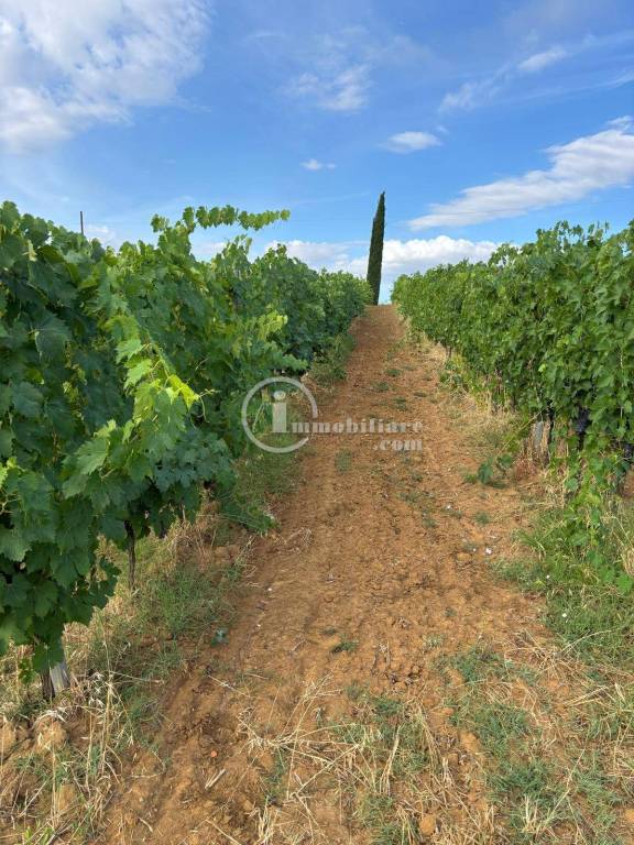 terreno agricolo in vendita a Montepulciano