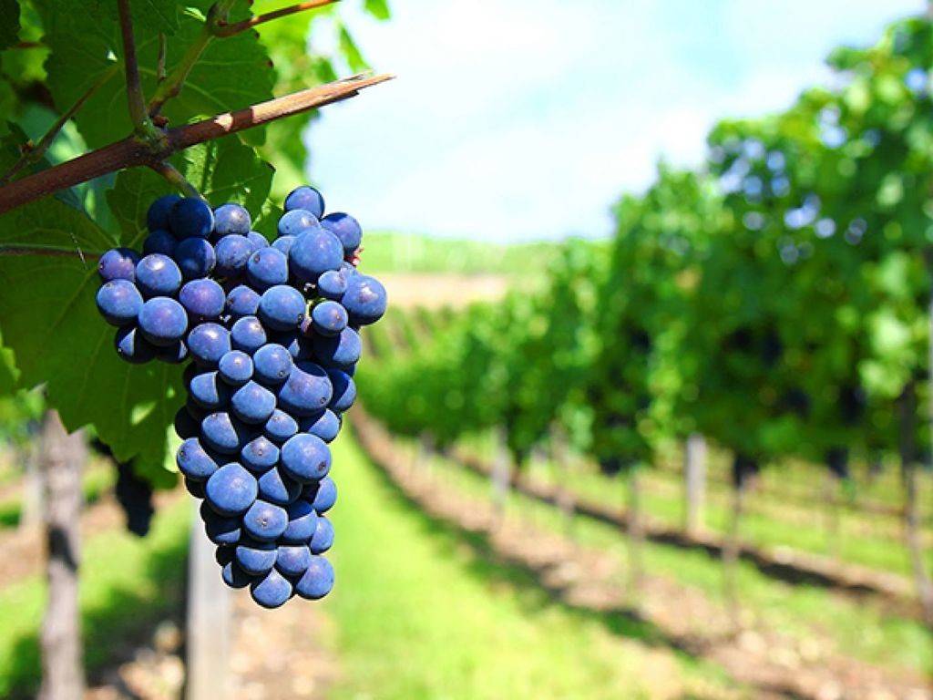 azienda agricola in vendita a Montepulciano