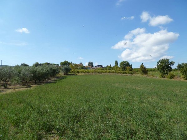 azienda agricola in vendita a Montepulciano