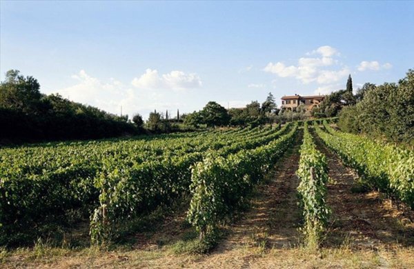 azienda agricola in vendita a Montepulciano in zona Valiano