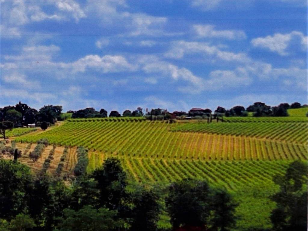 azienda agricola in vendita a Montepulciano