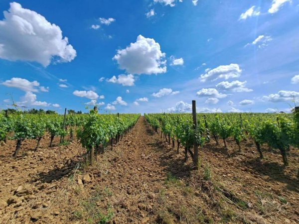terreno agricolo in vendita a Montepulciano
