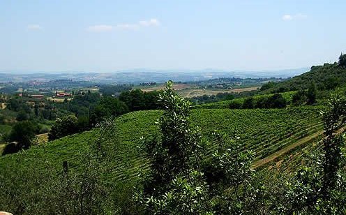 azienda agricola in vendita a Montepulciano in zona Sant'Albino