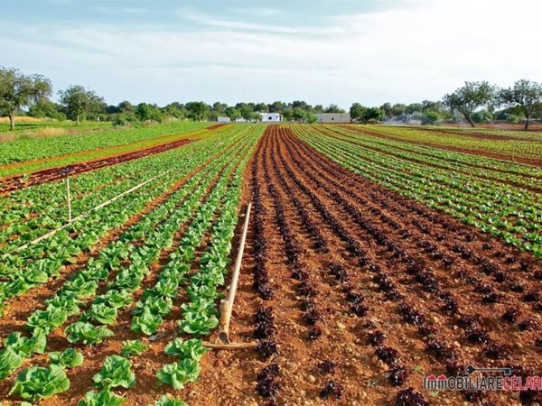 terreno agricolo in vendita a Monteriggioni in zona Abbadia Isola