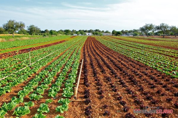 terreno agricolo in vendita a Monteriggioni in zona Abbadia Isola