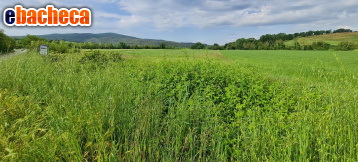 terreno agricolo in vendita a Monteriggioni in zona Castellina Scalo