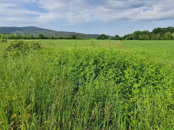 terreno agricolo in vendita a Monteriggioni in zona Castellina Scalo