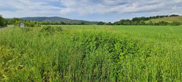 terreno agricolo in vendita a Monteriggioni in zona Castellina Scalo