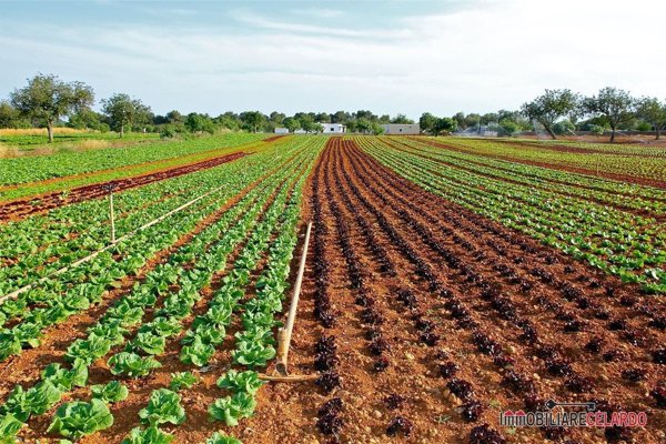 terreno agricolo in vendita a Monteriggioni in zona Abbadia Isola