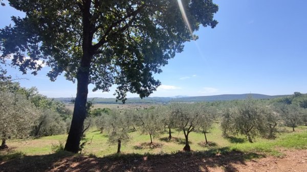 terreno agricolo in vendita a Monteriggioni