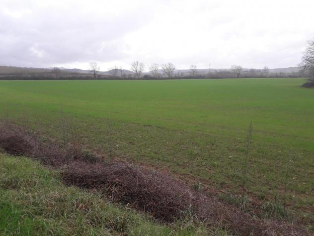terreno agricolo in vendita a Monteriggioni