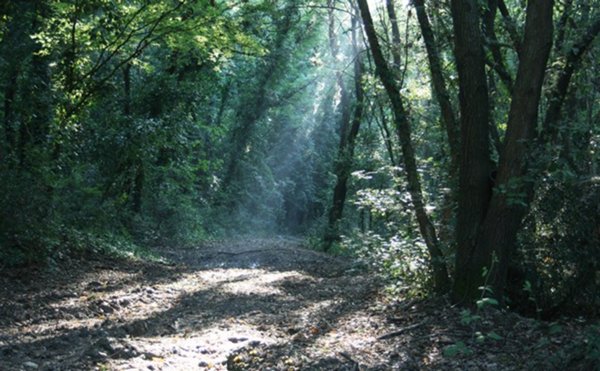 terreno agricolo in vendita a Monteriggioni in zona Badesse