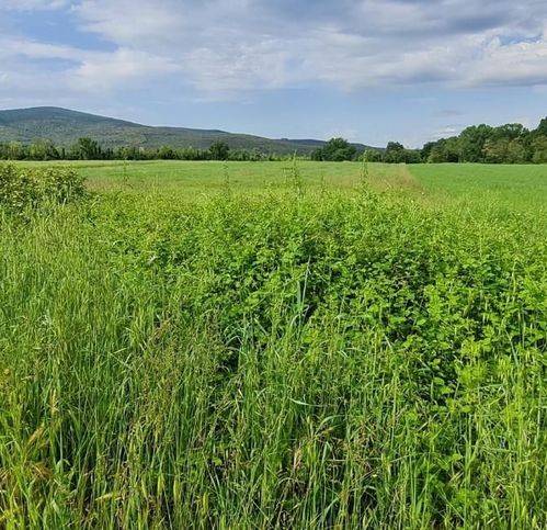 terreno agricolo in vendita a Monteriggioni in zona Castellina Scalo