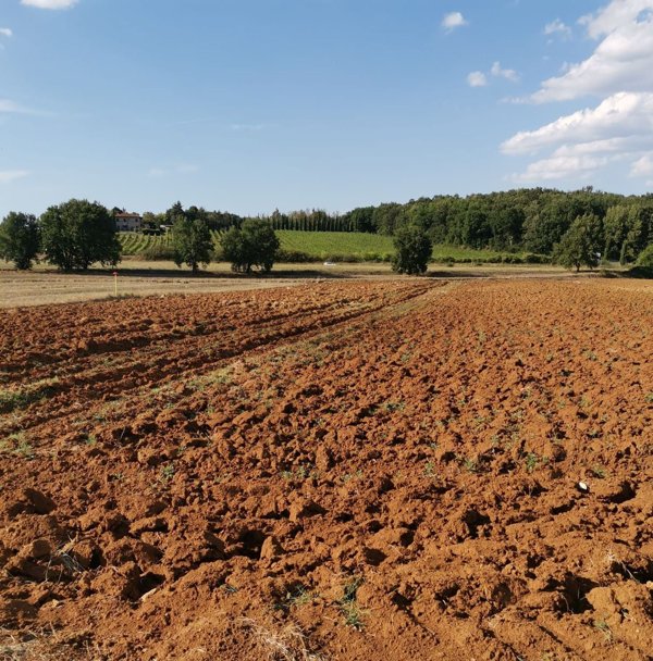 terreno agricolo in vendita a Monteriggioni in zona Abbadia Isola