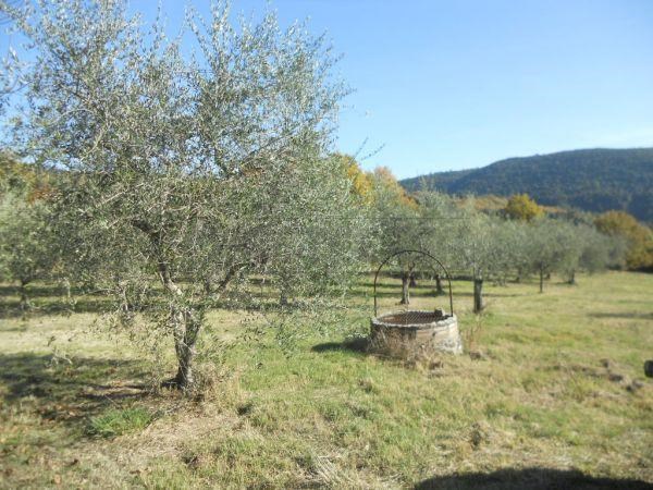 terreno agricolo in vendita a Murlo in zona Casciano