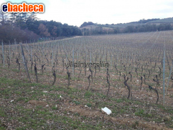 appartamento in vendita a Murlo