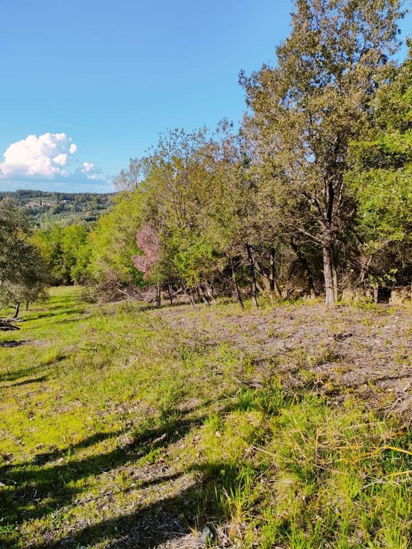 terreno agricolo in vendita a Murlo