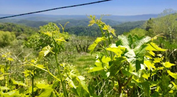 terreno agricolo in vendita a Murlo in zona Casciano