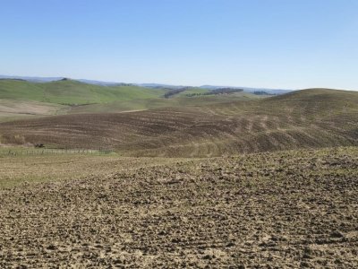 azienda agricola in vendita a Murlo