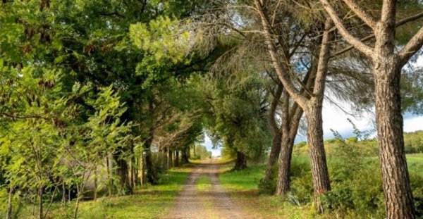 casa indipendente in vendita a Murlo in zona Montepescini