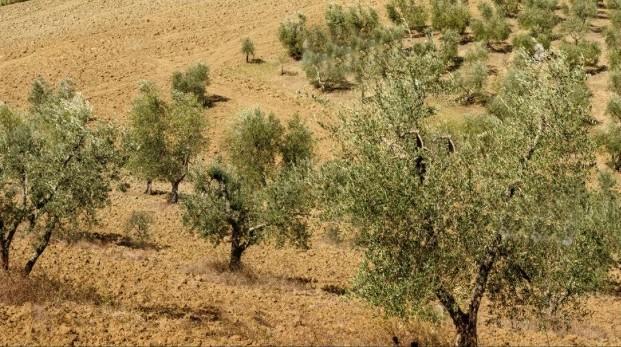 terreno agricolo in vendita a Murlo in zona Casciano