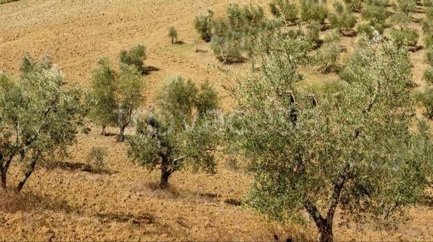 terreno agricolo in vendita a Murlo in zona Casciano