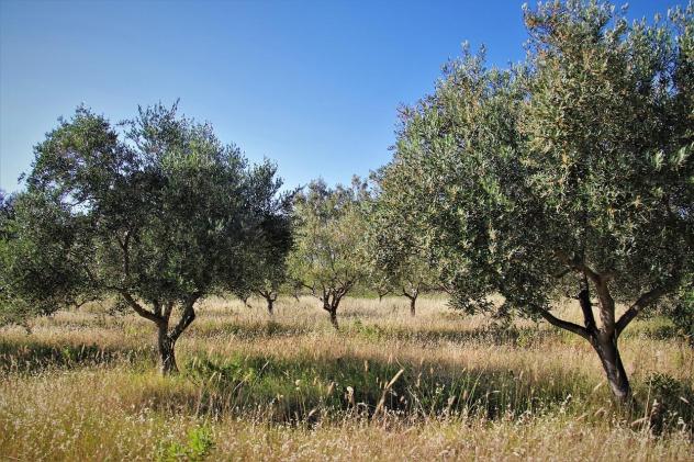 terreno agricolo in vendita a Murlo in zona Casciano