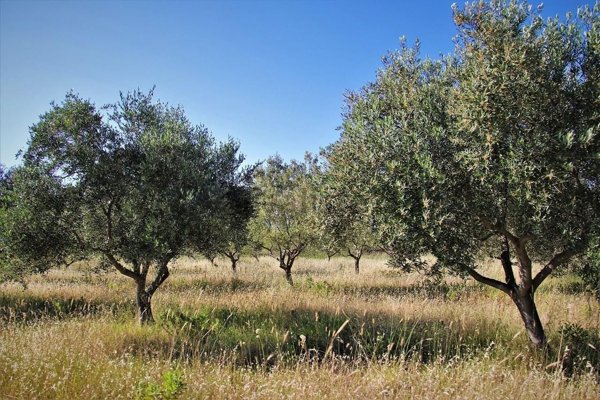 terreno agricolo in vendita a Murlo in zona Casciano