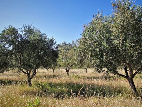 terreno agricolo in vendita a Murlo in zona Casciano
