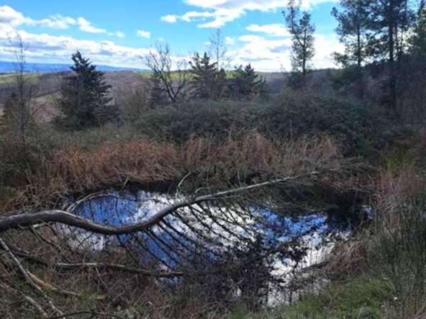 terreno agricolo in vendita a Piancastagnaio