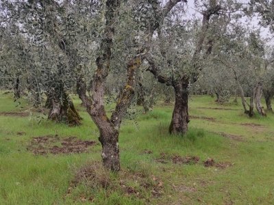 azienda agricola in vendita a Piancastagnaio