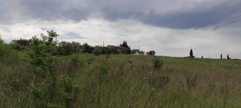 terreno agricolo in vendita a Pienza