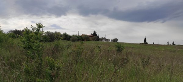 terreno agricolo in vendita a Pienza
