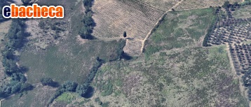 terreno agricolo in vendita a Poggibonsi