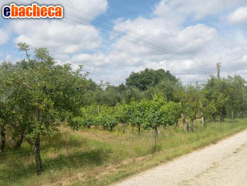 terreno agricolo in vendita a Poggibonsi in zona Bellavista