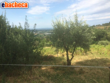 terreno agricolo in vendita a Poggibonsi